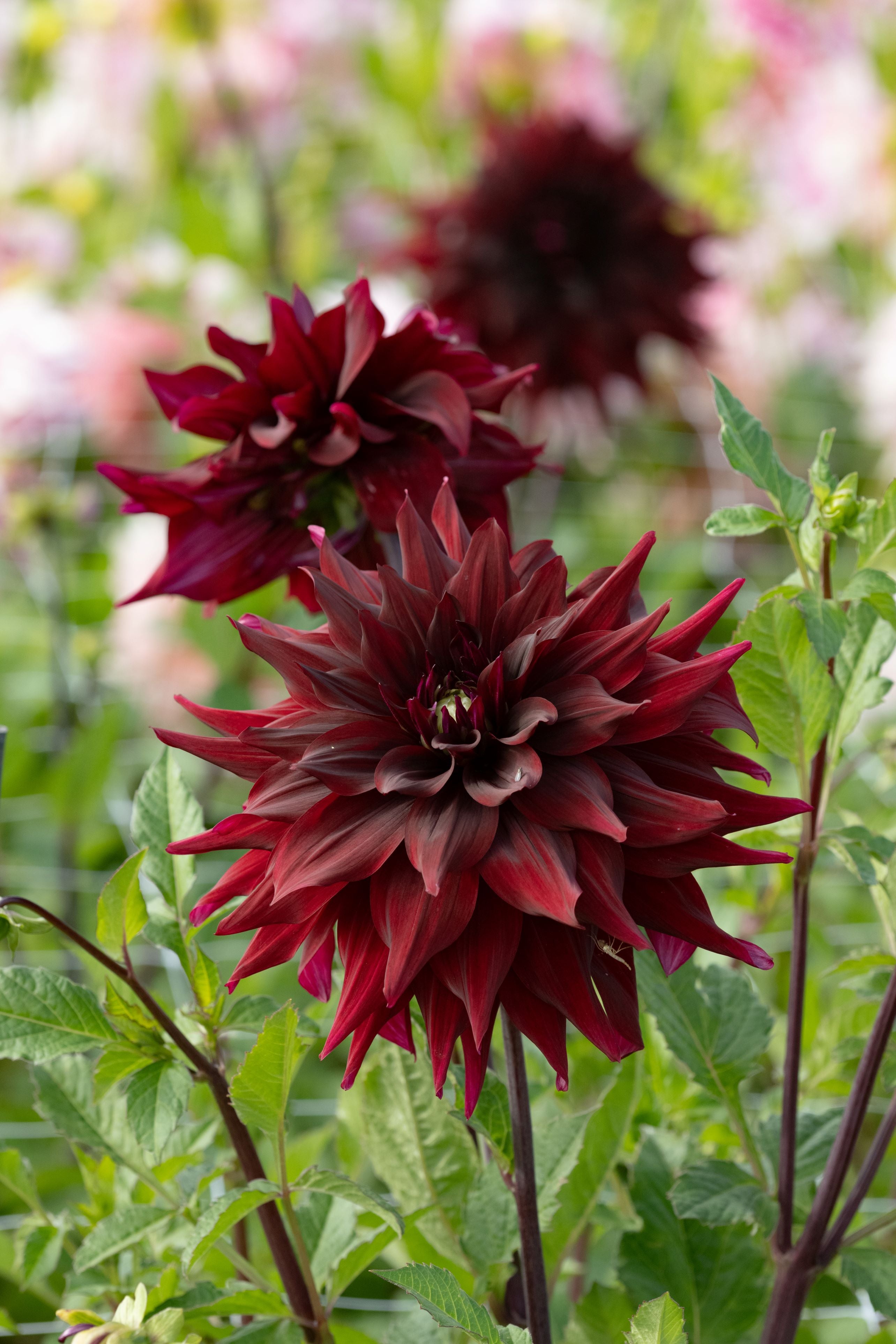 Dahlia Brigitta Alida l Dekorativ 1-pack NYHET